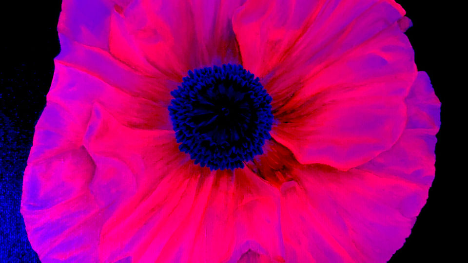 Watermelon Poppy